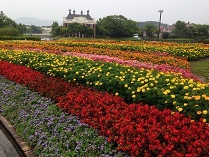 花・近景